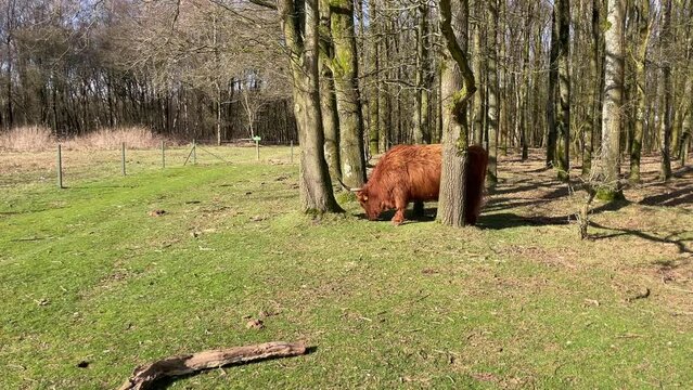 Heathland Harmony: A Close Encounter with Aurochs near Hilversum Forest