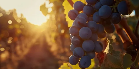 Fototapeten Bunch of ripe blue grapes in the vineyard in the sunset sunlight, distillery © Alina Zavhorodnii