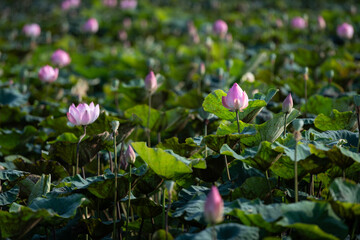 Obraz na płótnie Canvas Sacred lotus flowers at various stages of growth in a pond in northern Viet Name.