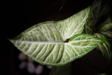 Liść rośliny doniczkowej - syngonium © Anna