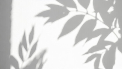 abstract shadow of leaves on a white wall overlay effect for photo mock up product wall art design presentation