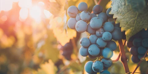 Foto op Plexiglas Bunch of ripe blue grapes in the vineyard in the sunset sunlight, distillery © Alina Zavhorodnii