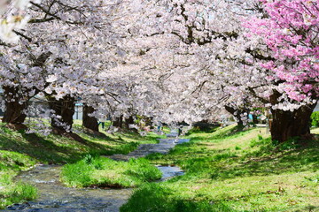 観音寺川の桜並木。猪苗代、福島、日本。4月下旬。