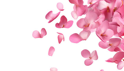 flying pink rose petals isolated on transparent background cutout