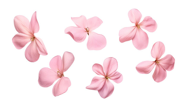 flying pink magnolia flowers isolated on transparent background cutout