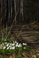 Leśna droga © Anna