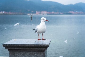 Red-billed seagulls wintering in Dianchi Lake