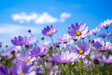 Fototapeta premium Purple flowers blooming in field