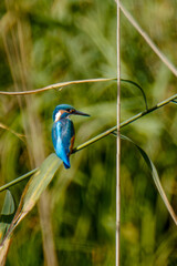 Eisvogel