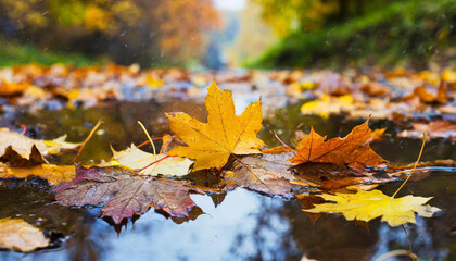 web banner design for autumn season and end year activity with red and yellow maple leaves with soft focus light and bokeh background