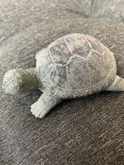 Gray turtle on a gray surface.
