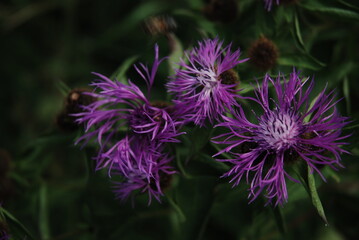 Zbliżenie na kwiaty na łące © Anna