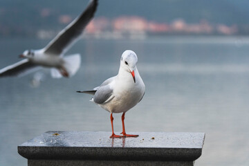 Red-billed seagulls wintering in Dianchi Lake