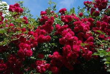 Kwitnący krzak dzikiej róży na tle niebieskiego nieba