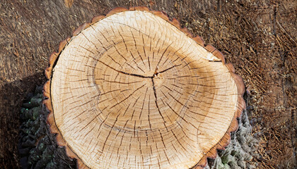 Cross-Section of a Tree Stump Showing Annual Rings
