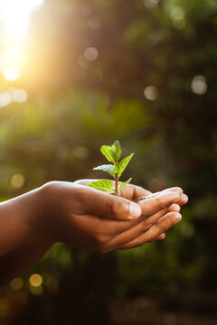 Hand holding a young tree sapling,caring for plants