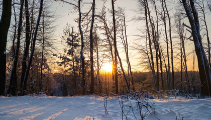 Winter Sunset in the Woods