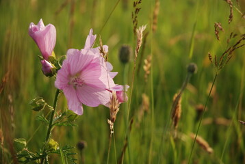 Łąka latem z różowymi kwiatami © Anna