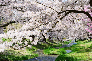 観音寺川の桜並木。猪苗代、福島、日本。4月下旬。