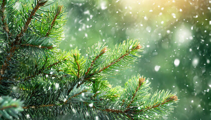Fototapeta na wymiar Beautiful green fir tree branches close up. Christmas and winter concept