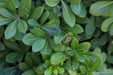 green leaves background