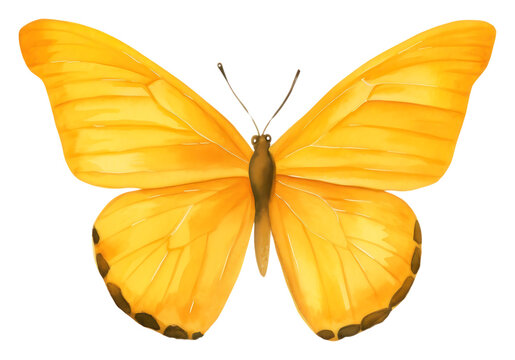 Yellow butterfly insect PNG with transparent background