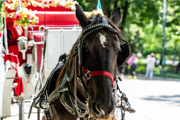 Rickshaw or horse-drawn carriage ride in Central Park, which is a public urban park located in the...