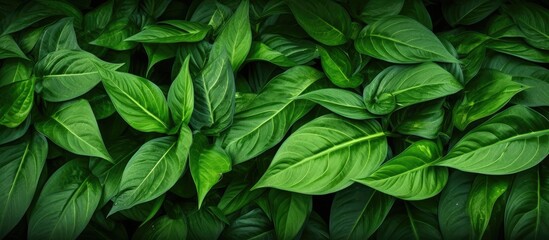 This close-up shot captures a group of vibrant green leaves, showcasing their intricate textures and rich hues. The leaves create a lush and visually appealing display, offering a detailed view of
