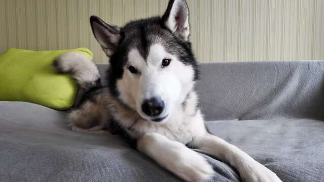 The dog is lying on the couch and does not want to leave. Close-up of a beautiful big dog. Funny video with Alaskan Malamute. Cute video of a pet having fun.