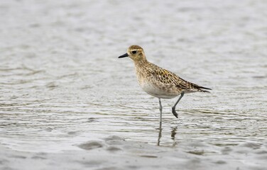 pacific golden plover on the beach.pacific golden-plover (Pluvialis fulva) belongs to the family of plovers and lapwings, the Charadriidae. 