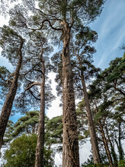 Scots Pine trees in County Donegal - Ireland