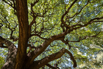 eautiful tree in Kapiolani Park in Waikiki Hawaii