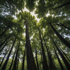 Fototapeta premium Seen tall, green and fresh trees from below