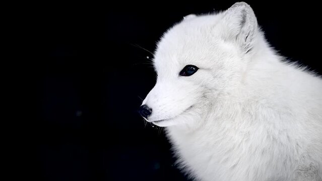 White fox close-up on black background