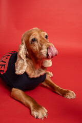 Cocker spaniel dog wearing a tee shirt
