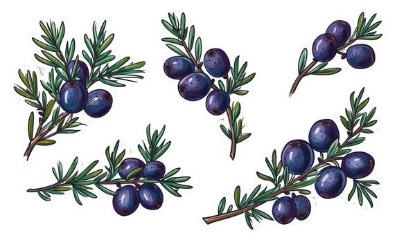 Sticker featuring Crowberries isolated on transparent Background