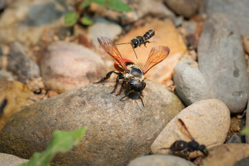 CloseupOrange-bottomed big-eyed bee walks for food on the rocky ground beside a river in the forest.