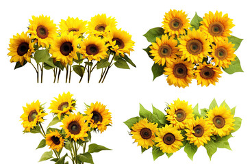 Set of bright sunflowers in full bloom, cut out