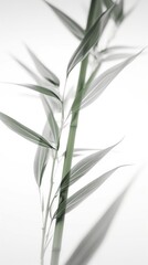Fototapeta na wymiar Abstract white green bamboo leaves on soft background