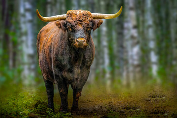 Majestic Highland Cattle in Natural Forest Habitat