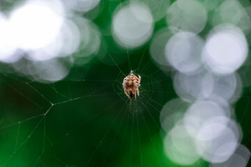 closeup a fat, fluffy spider clinging to a web The background is green and has beautiful bokeh.