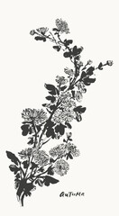 Hand drawn ink brush painting of chrysanthemum flowers, branches with leaves and buds