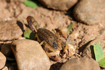 Close-up of Hottentotta tamulus, a small scorpion in Thailand. Small, fast But the venom is more powerful than a large scorpion. Likes to secretly hide in piles of clothes and under tree bark.