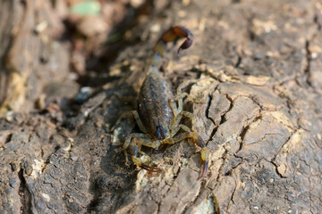 Close-up of Hottentotta tamulus, a small scorpion in Thailand. Small, fast But the venom is more powerful than a large scorpion. Likes to secretly hide in piles of clothes and under tree bark.