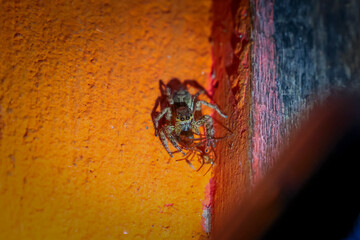 selective focus A nearby spider on the wall is eating another spider.