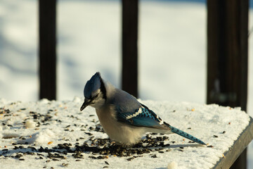 This blue jay came out to this white scene for some food. This beautiful bird is in the snow with birdseed all around. The corvid has really pretty blue, white, and black colored feathers.