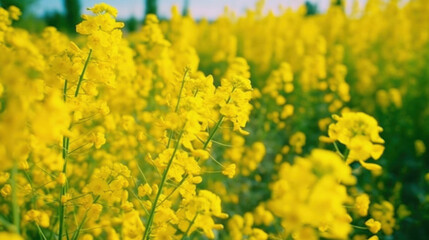 Obraz premium yellow flowers in spring