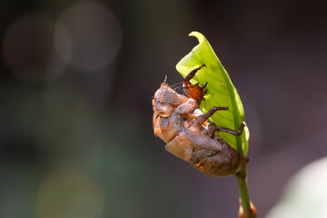 close up of cicadas on light green leaves Concept of changing seasons in nature
