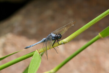 Close up purple dragonfly sitting on a green branch Insects that look fresh and free