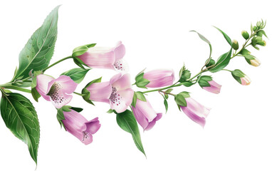 Sticker featuring Foxglove Branch isolated on transparent Background - obrazy, fototapety, plakaty